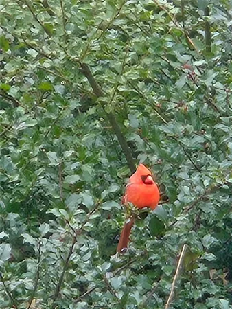 $475,000 | 630 Whaley Hollow Road, Coventry, RI 02816