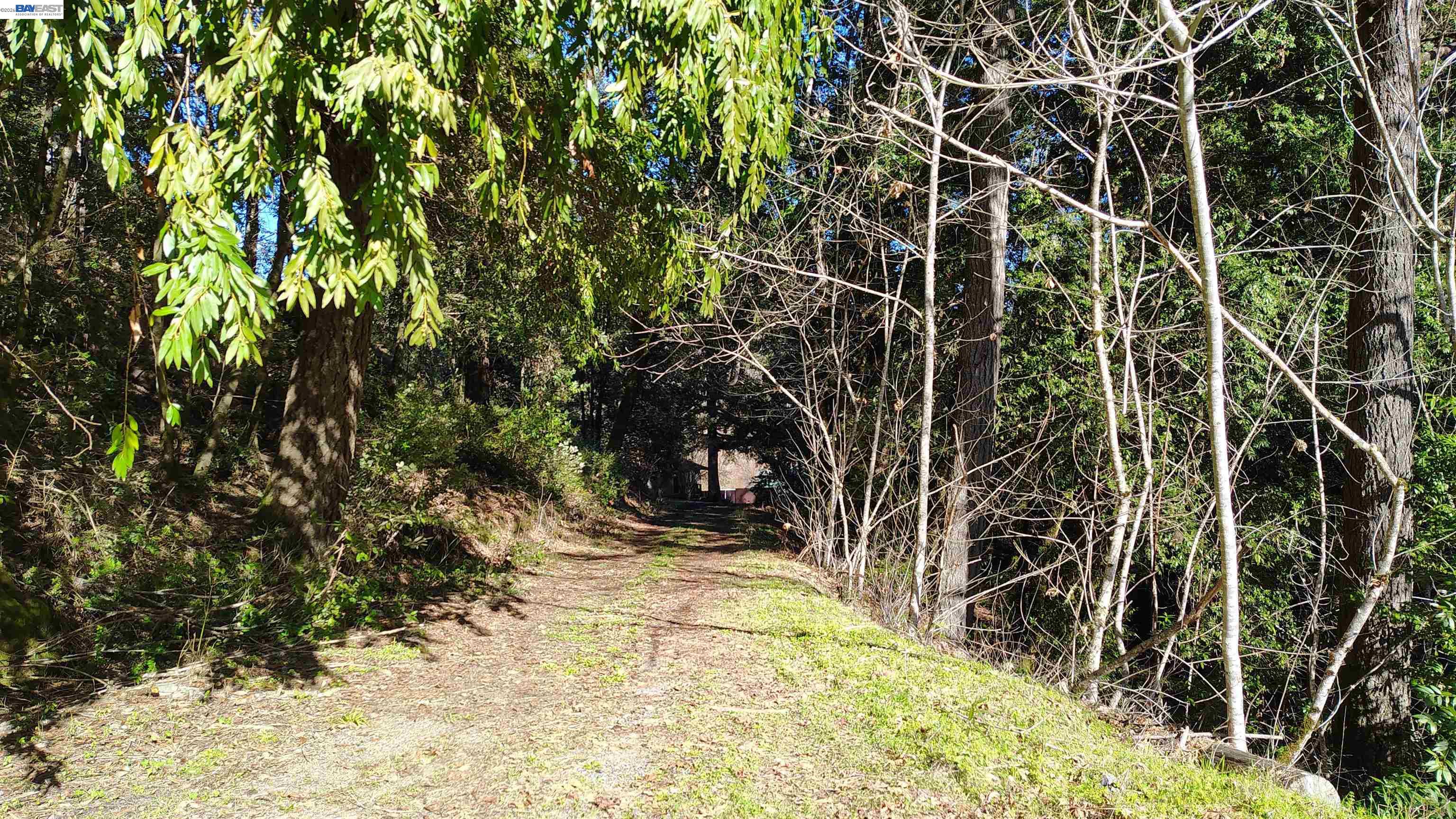 28440 Ryan Creek Road Willits, CA 95490 - Photo 22 of 22 a view of a yard with plants and trees