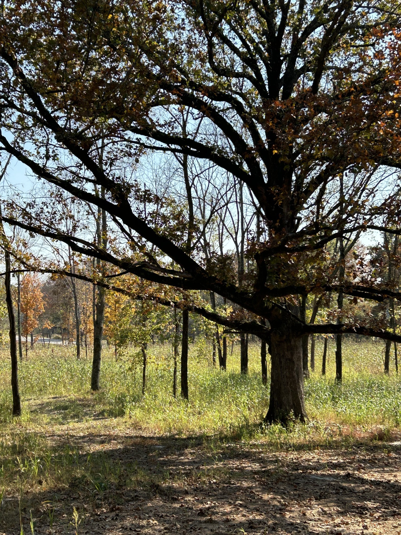 0 Africa Road Lebanon, TN 37087 - Photo 2 of 14 Gallery Image 2