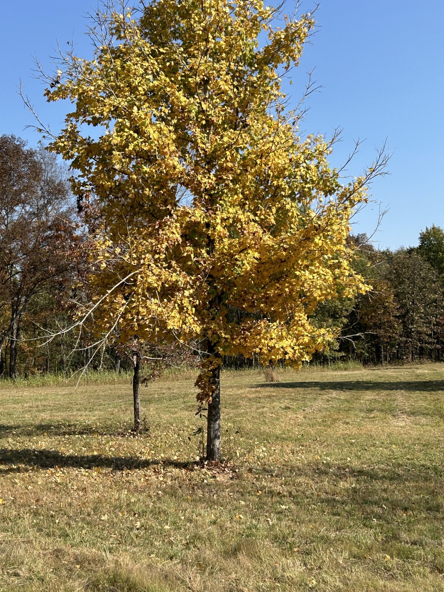 0 Africa Road Lebanon, TN 37087 - Photo 4 of 14 Gallery Image 4