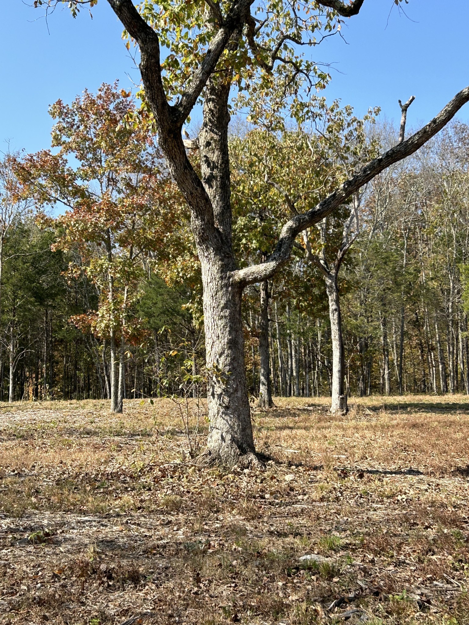 0 Africa Road Lebanon, TN 37087 - Photo 10 of 14 Gallery Image 10