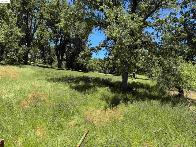 a view of yard with trees