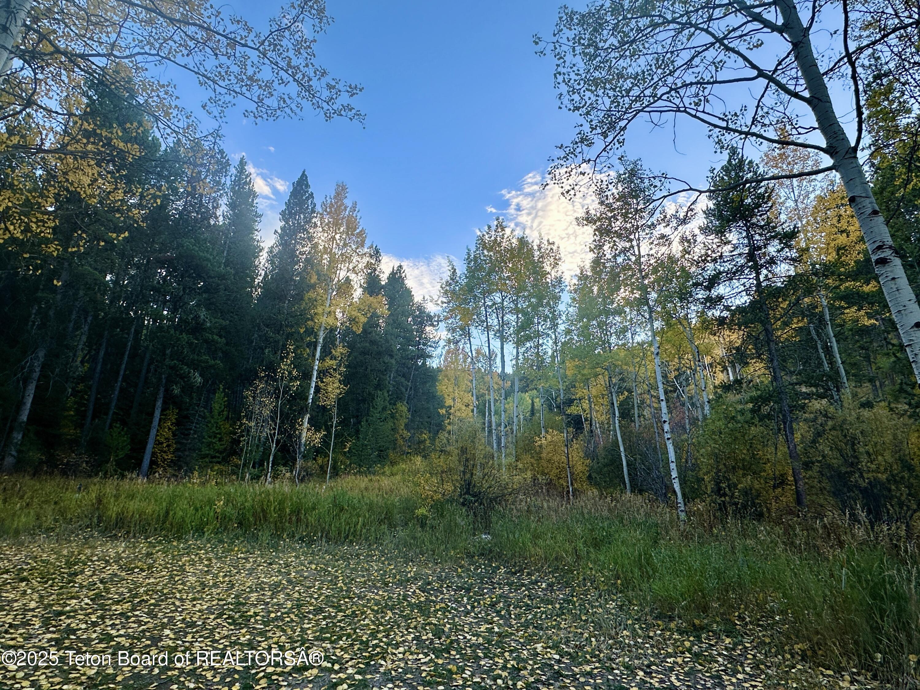 3950 Redtop Lane Wilson, WY 83014 - Photo 26 of 27 front yard looking south