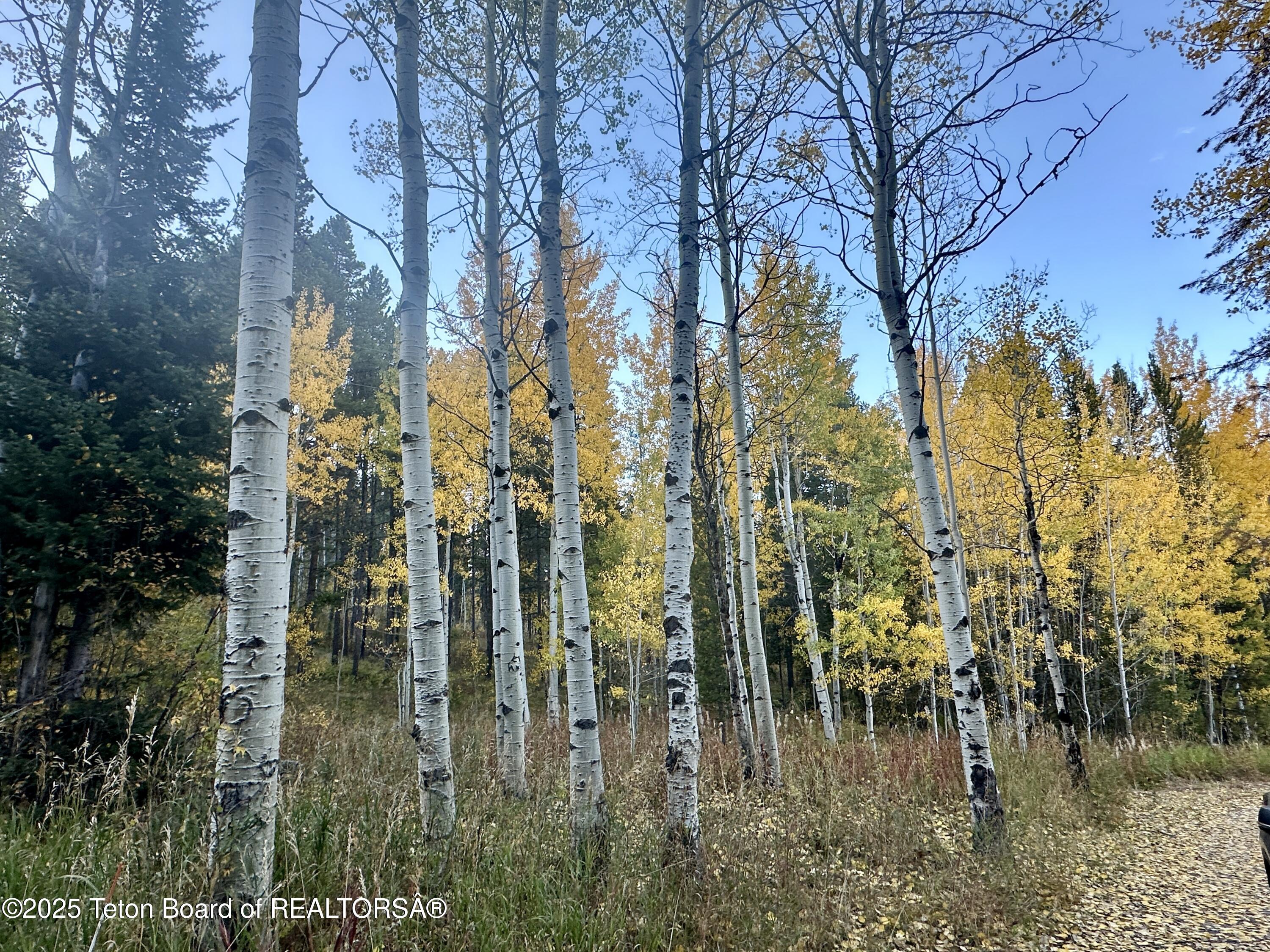 3950 Redtop Lane Wilson, WY 83014 - Photo 27 of 27 driveway looking north