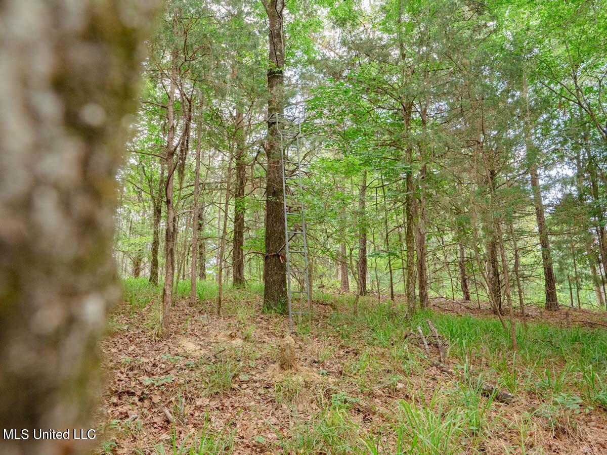 341 Abernathy Road Flora, MS 39071 - Photo 25 of 26 P1129564low