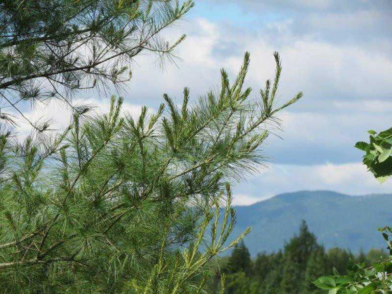 Lot 3 Naples Road Harrison, ME 04040 - Photo 2 of 7 View.