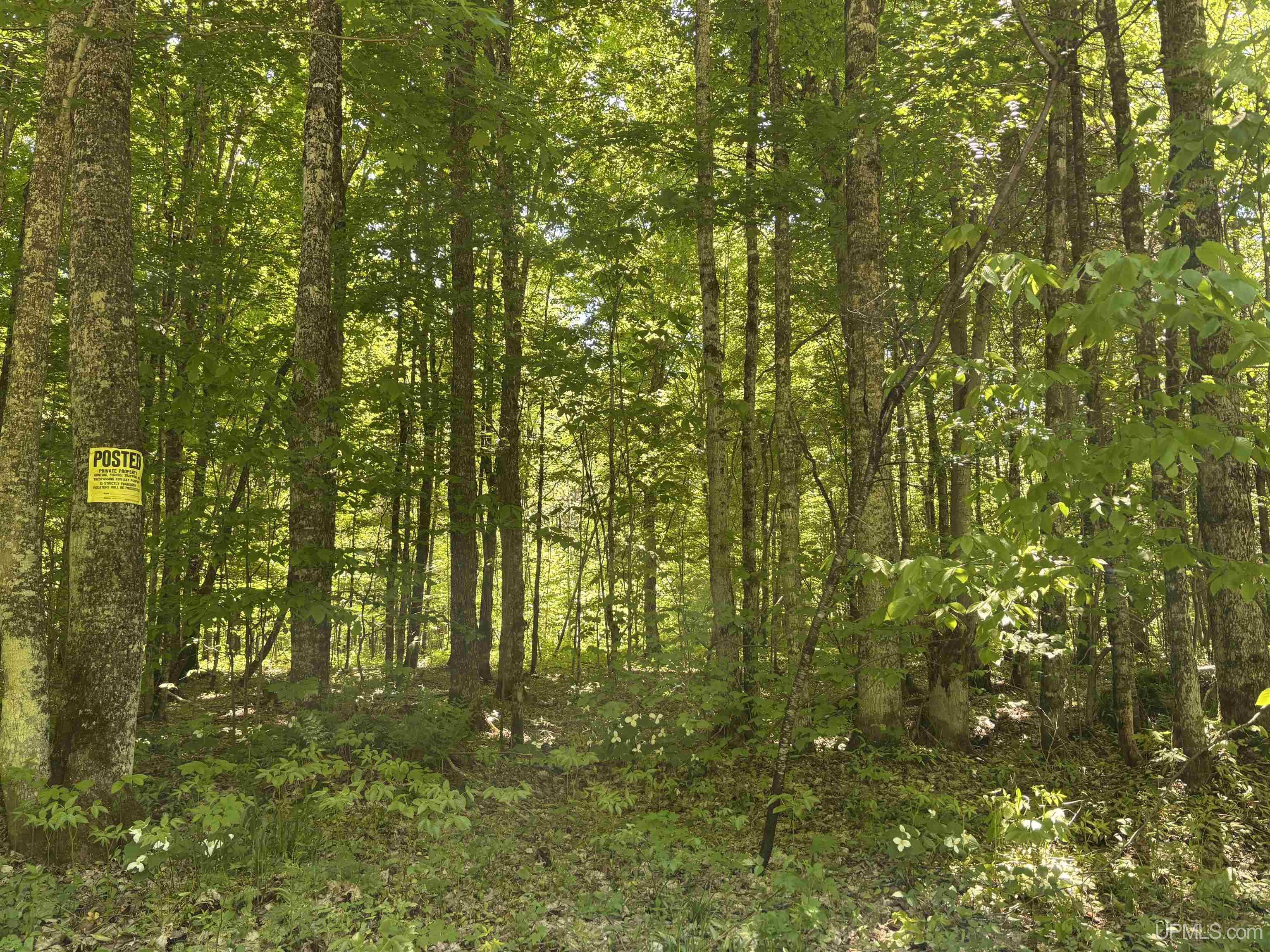 Tbd Tbd Osborn Dr Road McMillan, MI 49853 - Photo 1 of 18