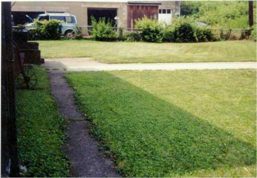 937 Robinson Street McKees Rocks, PA 15136 - Photo 5 of 6 Yard/Garden.
