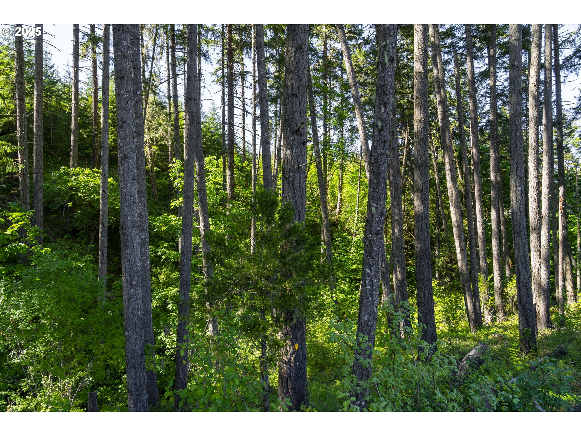 Green Valley Road Oakland, OR 97462 - Photo 13 of 21 Gallery Image 13