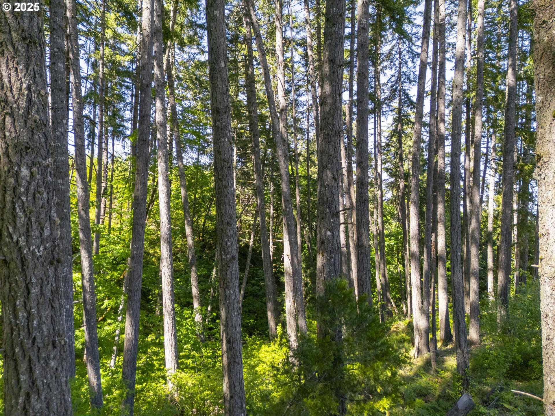 Green Valley Road Oakland, OR 97462 - Photo 14 of 21 Gallery Image 14