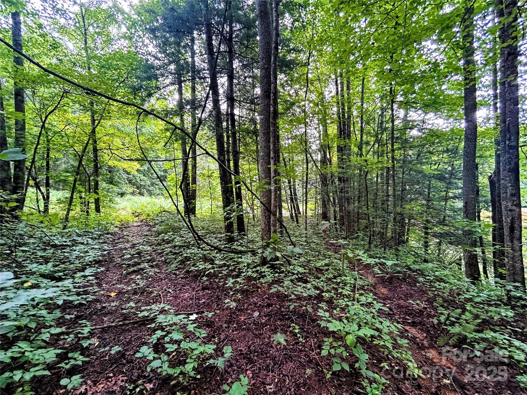 Lot 6 Azalea Way Saluda, NC 28773 - Photo 3 of 9 a view of outdoor space and trees