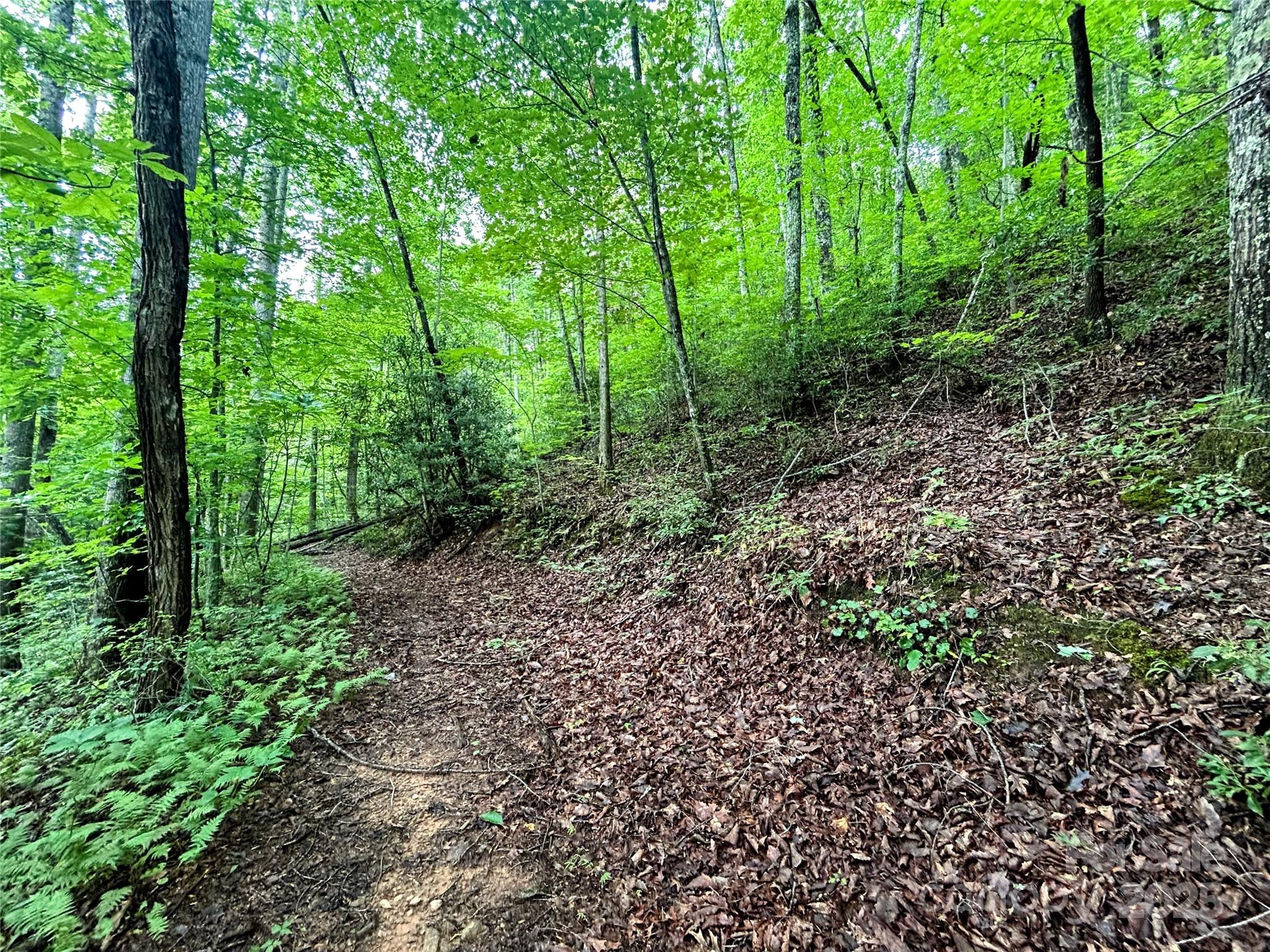 Lot 6 Azalea Way Saluda, NC 28773 - Photo 7 of 9 a view of a garden with trees