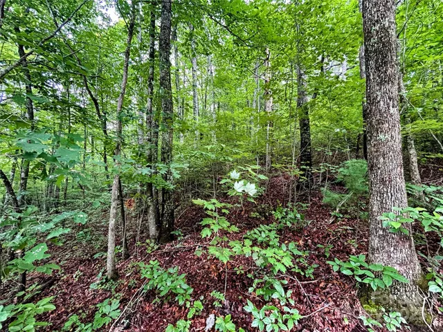 a view of a garden with plants and large trees