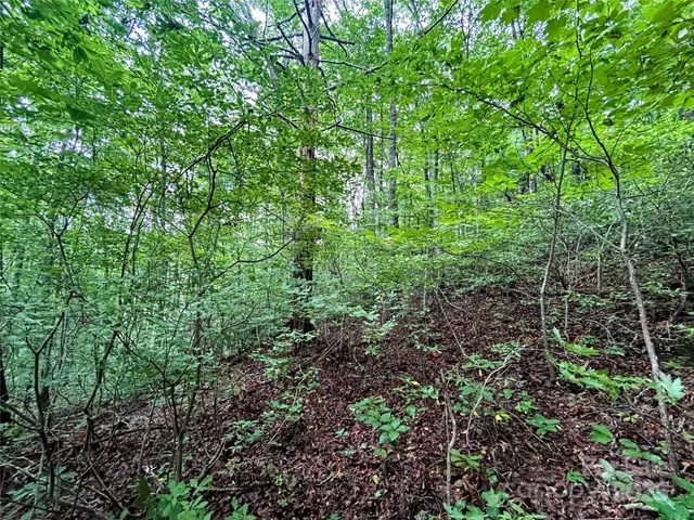 a view of a lush green forest