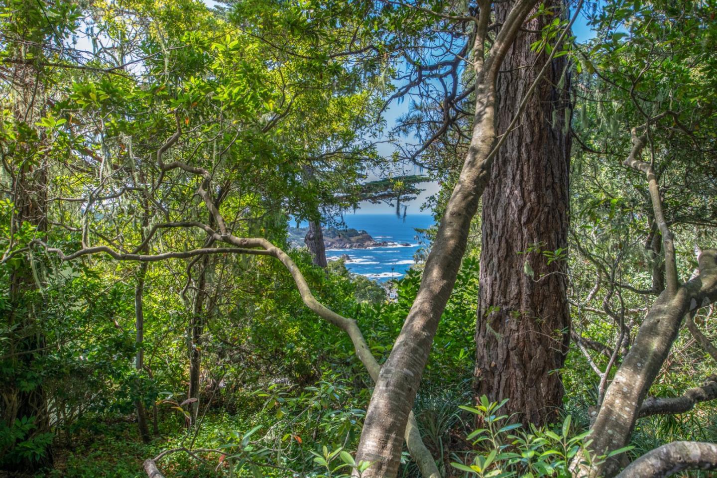 112 Pine Way Carmel Highlands, CA 93923 - Photo 2 of 33 a view of a tree in a garden