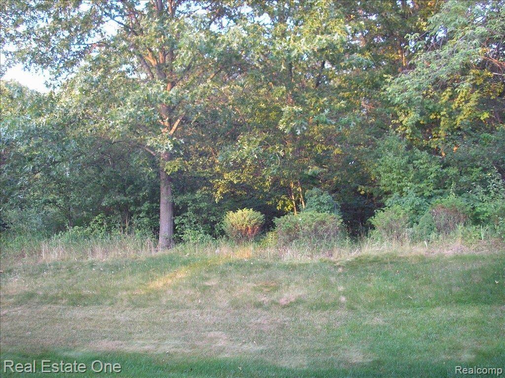 wooded back yard