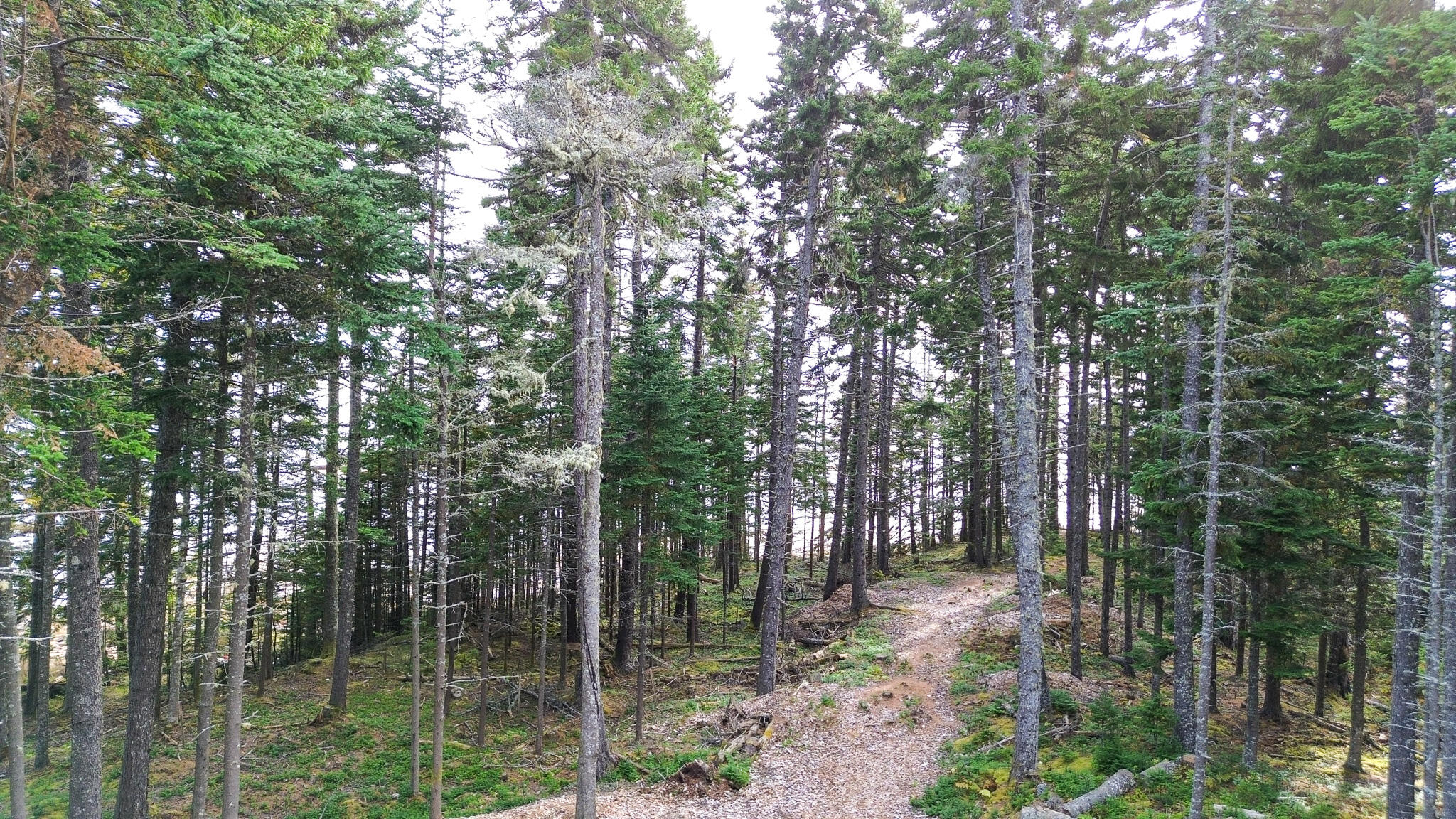 Lot 2 Seaduck Road Beals, ME 04611 - Photo 6 of 28