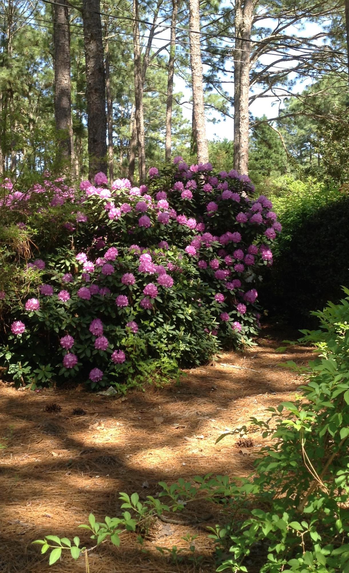 865 Barber Road Southern Pines, NC 28387 - Photo 23 of 24 Mature Landscaping