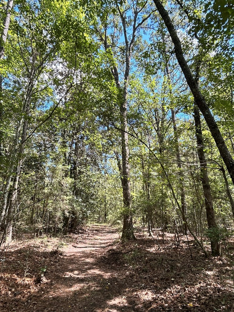 6316 Adams Road Smithdale, MS 39664 - Photo 11 of 28 Photo 11