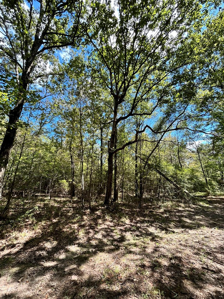 6316 Adams Road Smithdale, MS 39664 - Photo 12 of 28 Photo 12