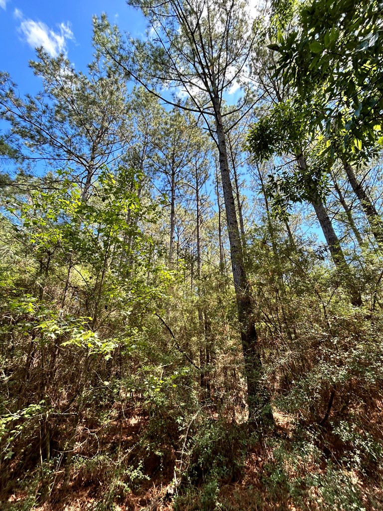 6316 Adams Road Smithdale, MS 39664 - Photo 14 of 28 Photo 14