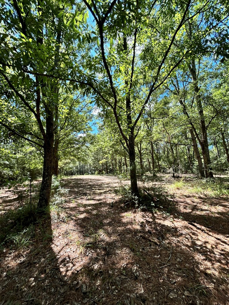 6316 Adams Road Smithdale, MS 39664 - Photo 16 of 28 Photo 16