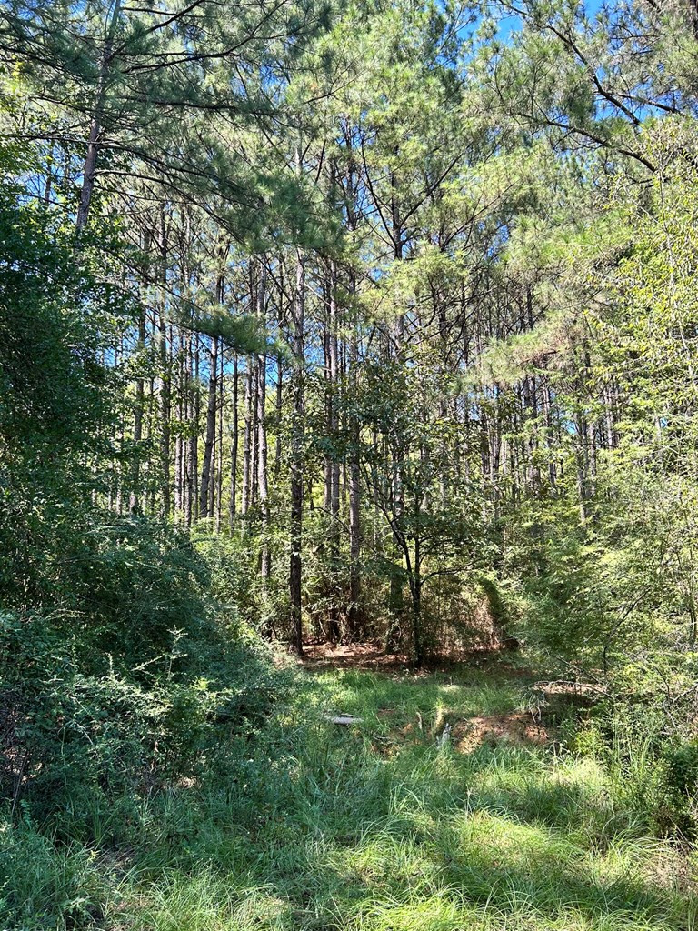 6316 Adams Road Smithdale, MS 39664 - Photo 23 of 28 Photo 23