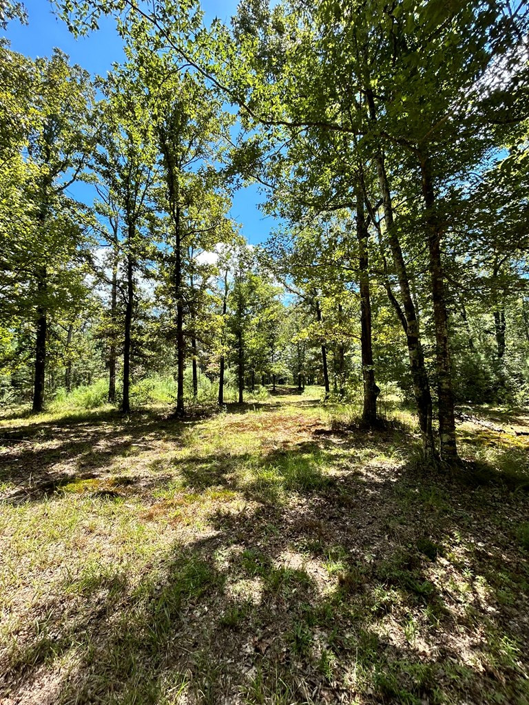 6316 Adams Road Smithdale, MS 39664 - Photo 10 of 28 Photo 10