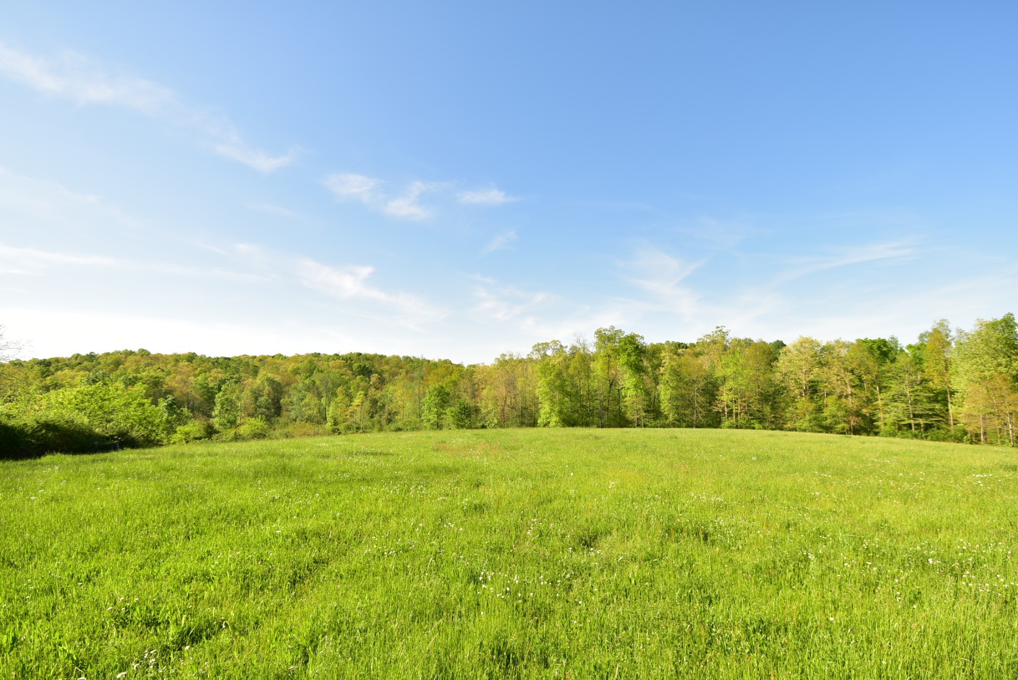 a view of a green field with trees in the background