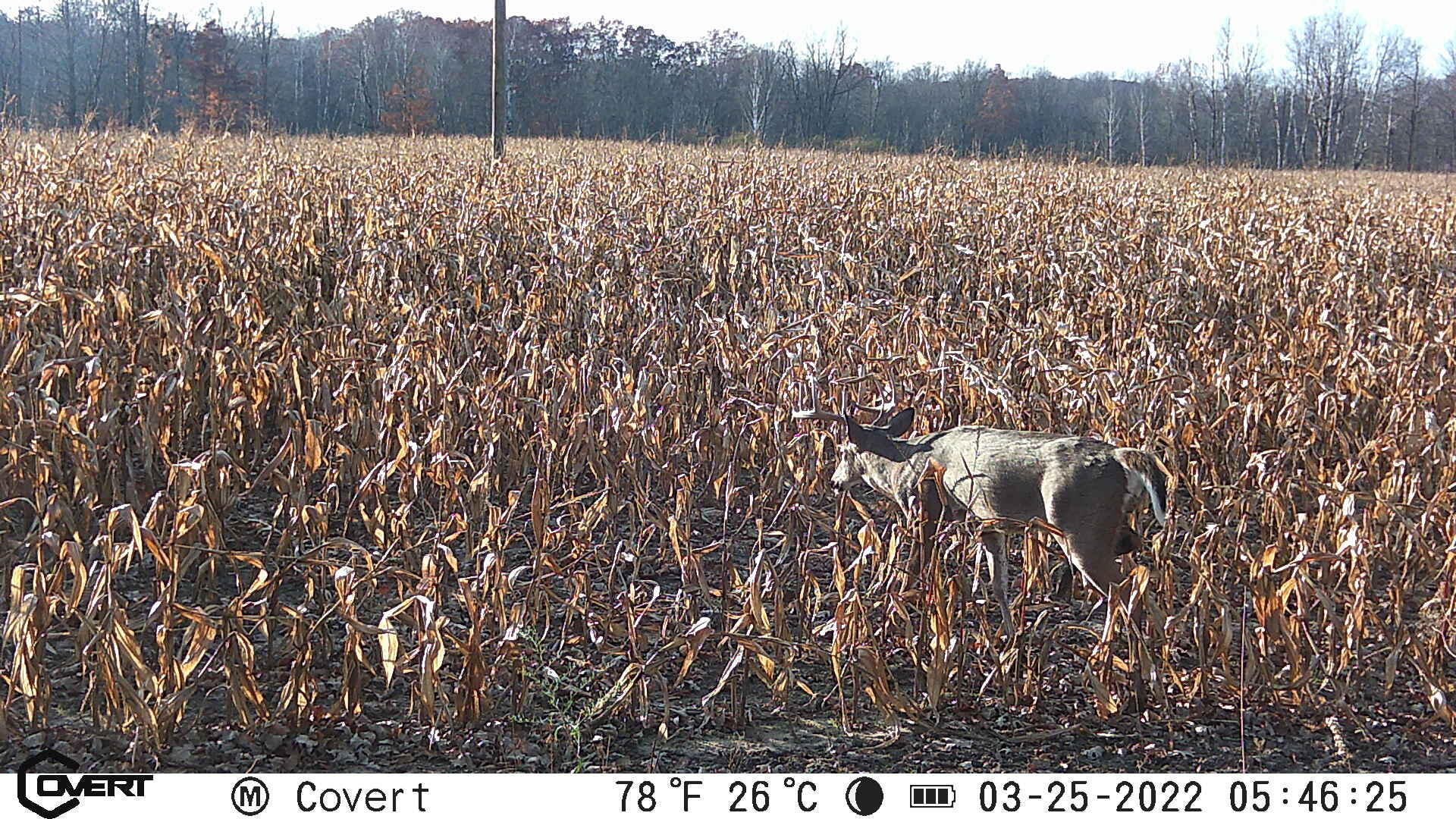 V/l South Rolland Road Blanchard, MI 49310 - Photo 2 of 26 PIRS0018