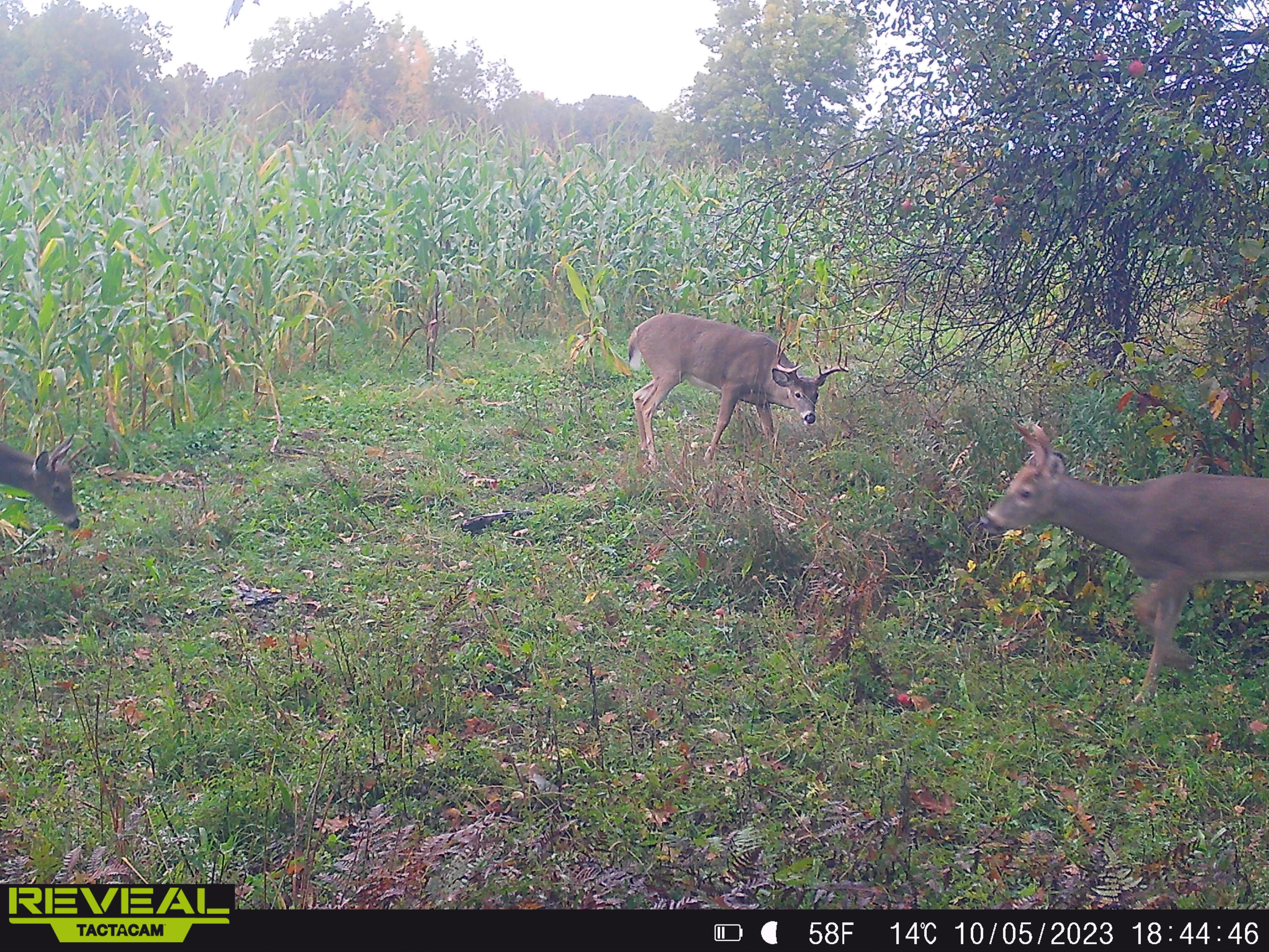 V/l South Rolland Road Blanchard, MI 49310 - Photo 24 of 26 SYEW2442