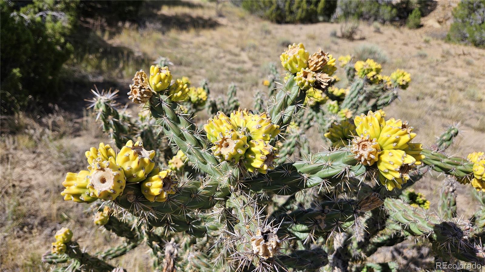 776 Rio Cucharas Walsenburg, CO 81089 - Photo 8 of 19 a view of flowers in middle of the yard