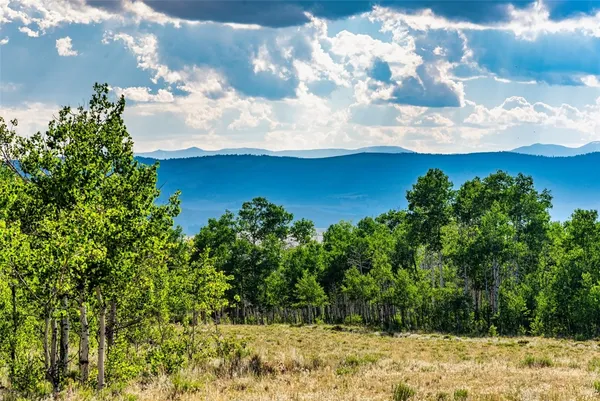 a view of a yard with plants and large trees