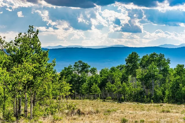 a view of a yard with plants and large trees