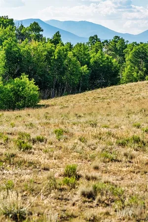 a view of a yard with trees