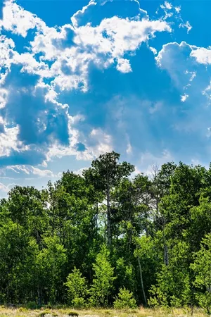 a view of a tree with a yard