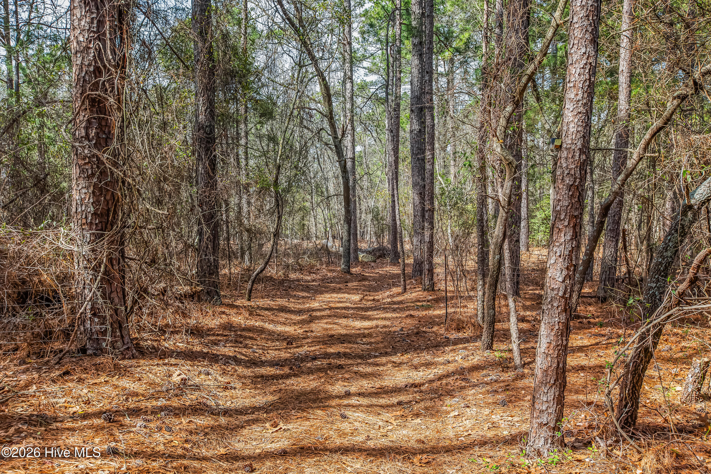 526 Springhill Church Road Hamlet, NC 28345 - Photo 67 of 82 wooded view beside the home
