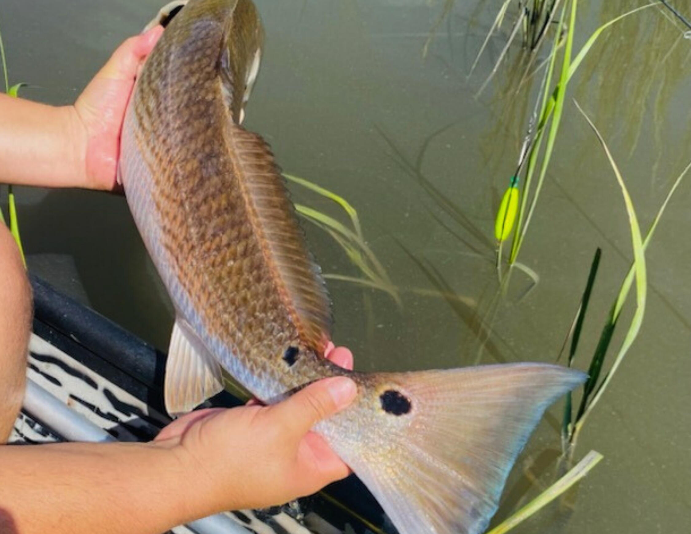 141 Bull Point Drive Seabrook, SC 29940 - Photo 46 of 92 39