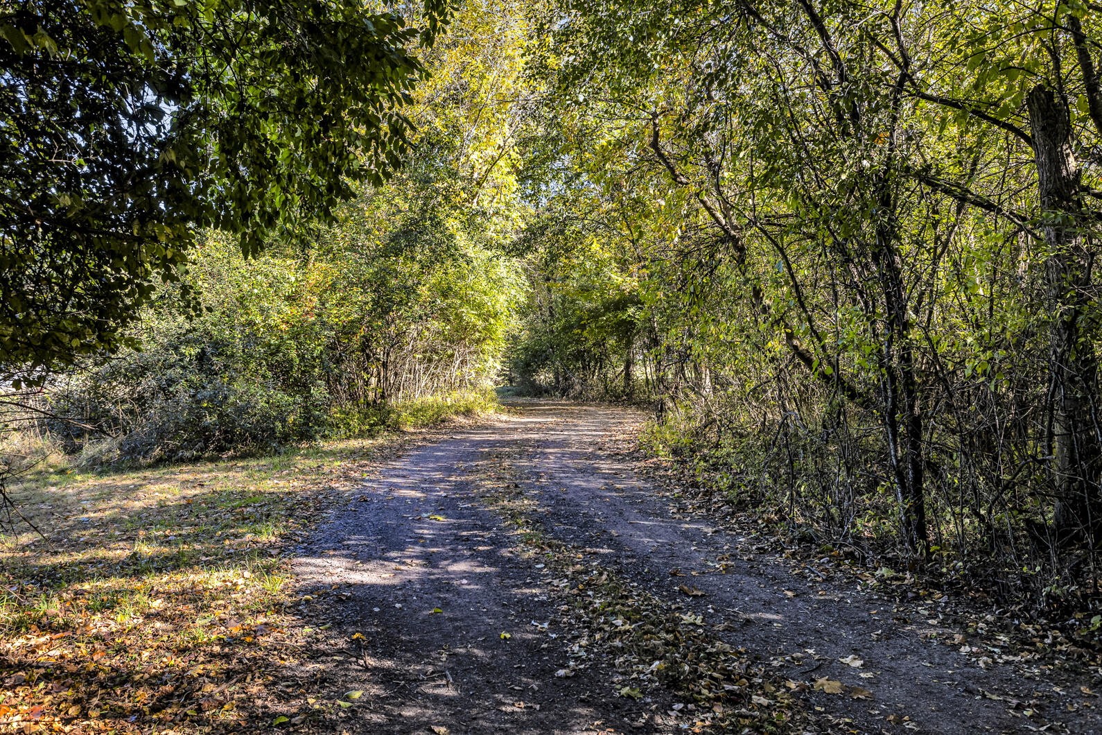 7344 Browns Lake Road Jackson, MI 49201 - Photo 47 of 58 0N0A4203