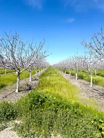 a view of a yard with a tree