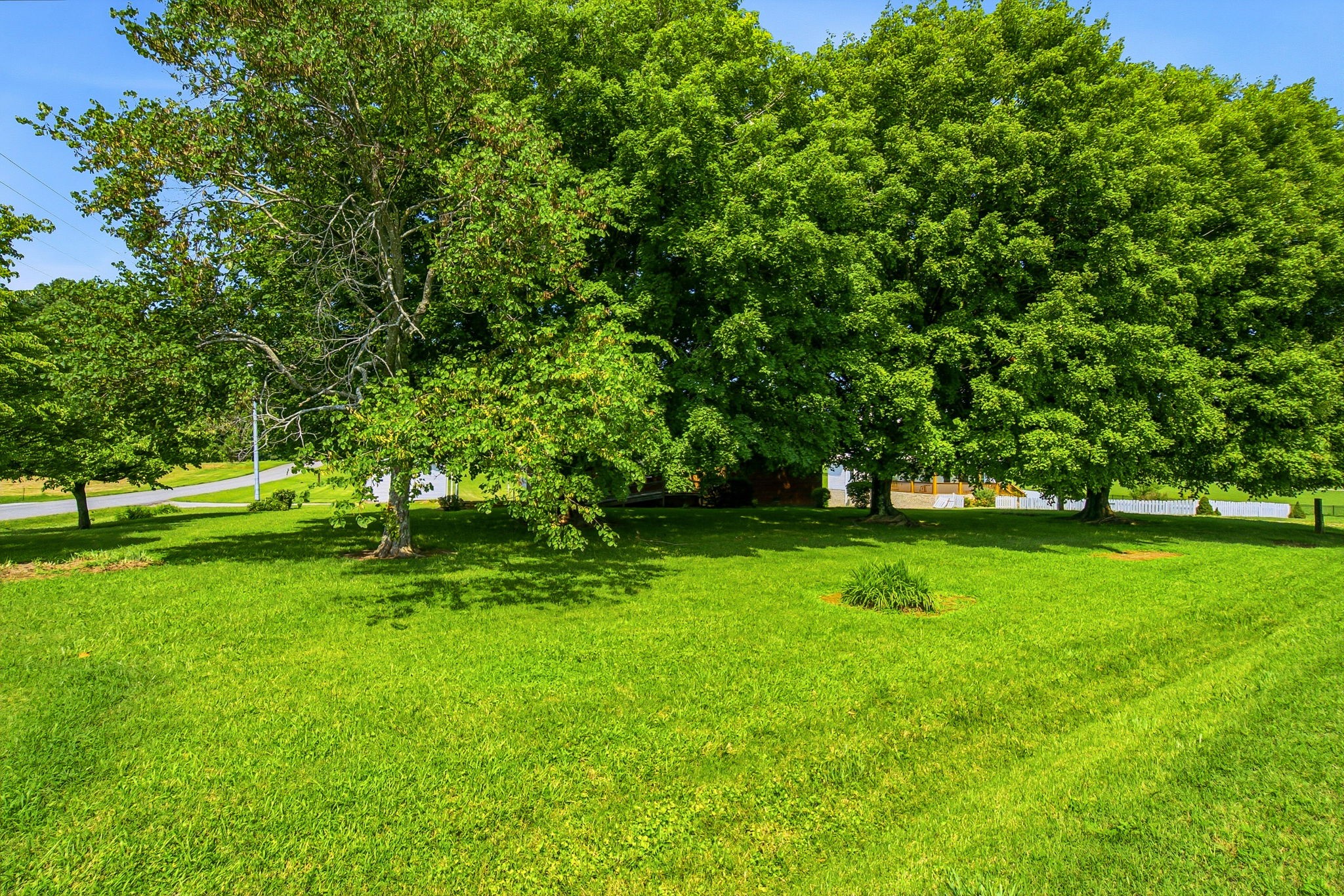 5204 Highway 161 Springfield, TN 37172 - Photo 38 of 40 a view of a tree in a yard