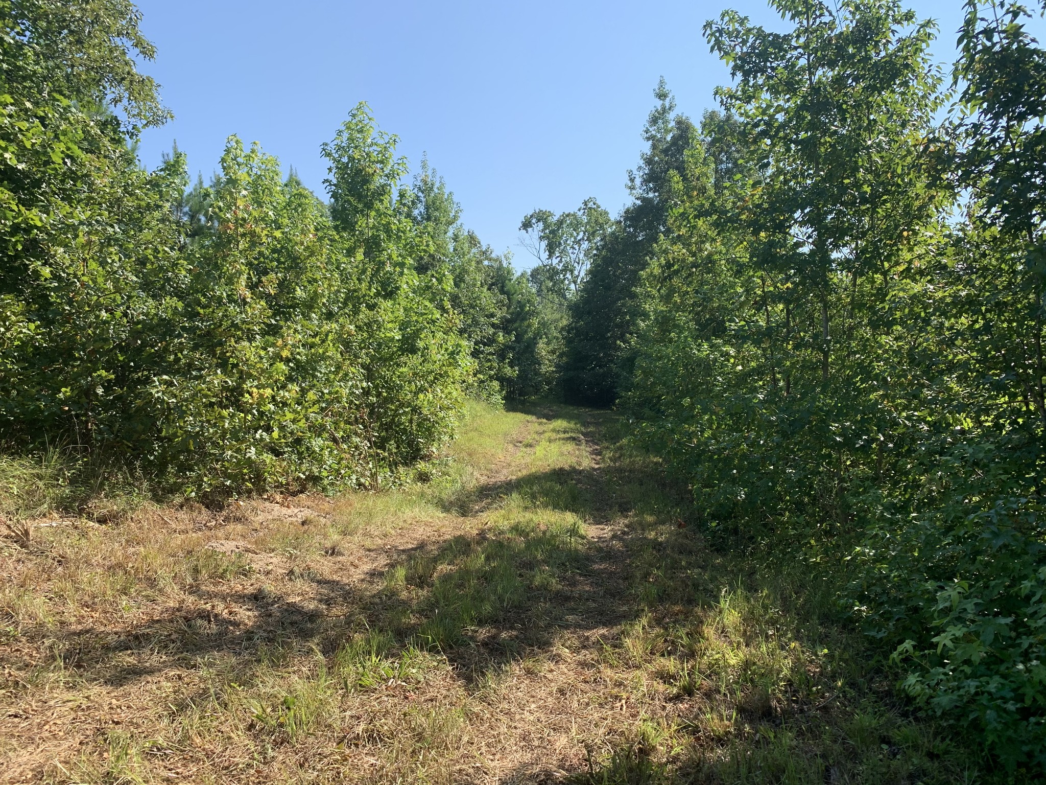 0 Little Texas Road Leoma, TN 38468 - Photo 1 of 20 a view of a yard with a tree