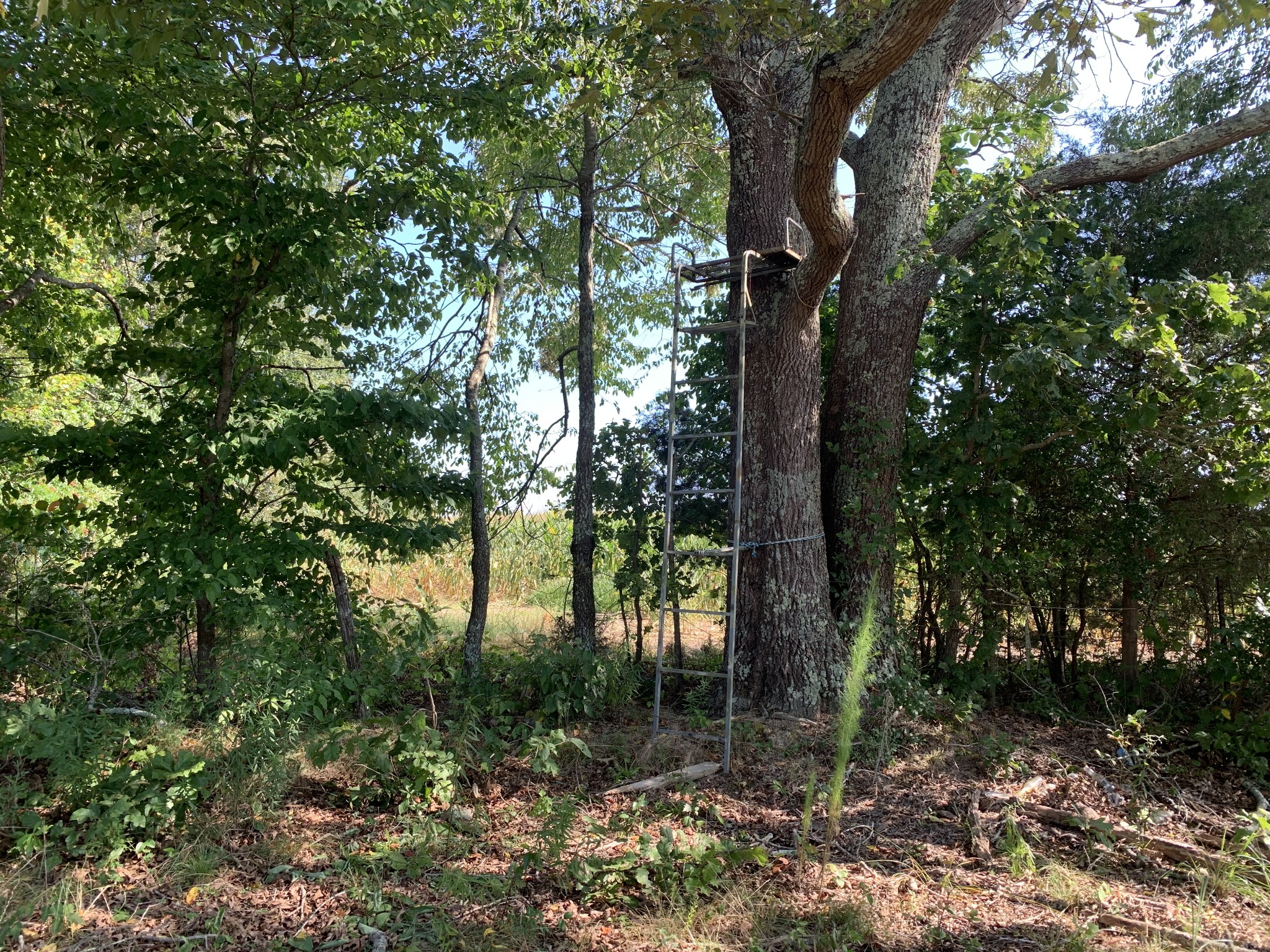 0 Little Texas Road Leoma, TN 38468 - Photo 11 of 20 a view of forest