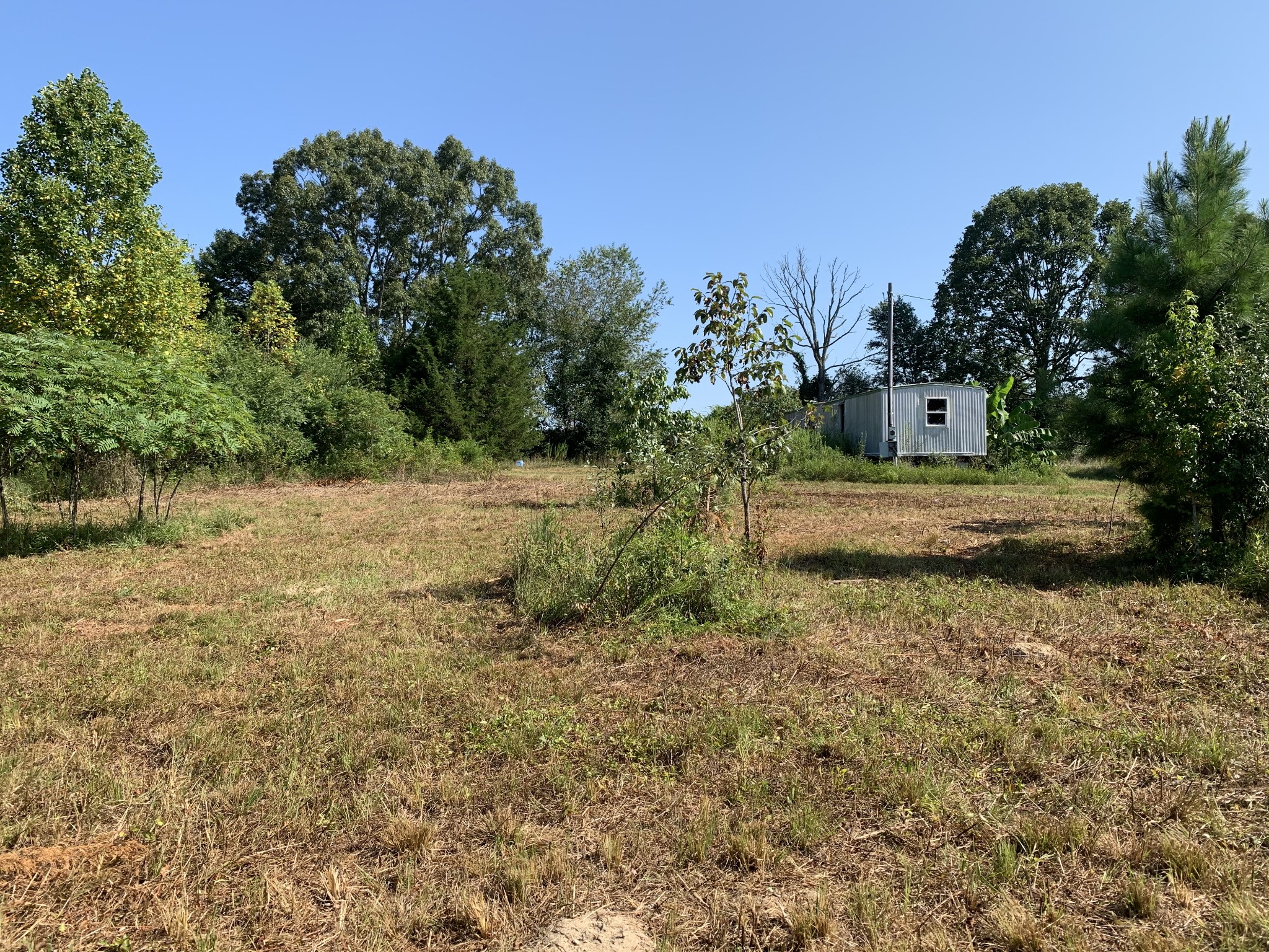 0 Little Texas Road Leoma, TN 38468 - Photo 13 of 20 a view of a yard with a tree