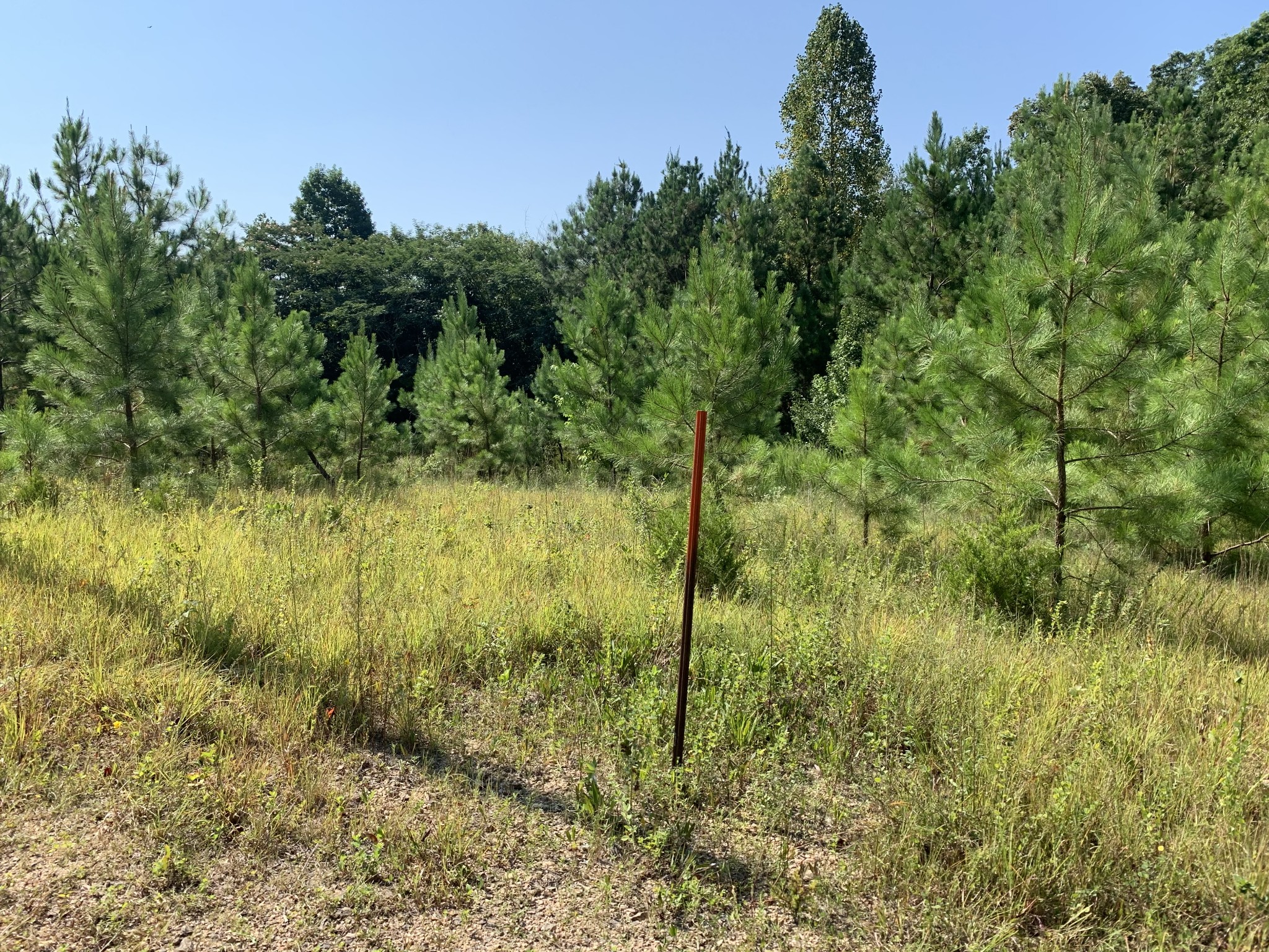 0 Little Texas Road Leoma, TN 38468 - Photo 16 of 20 a view of a garden