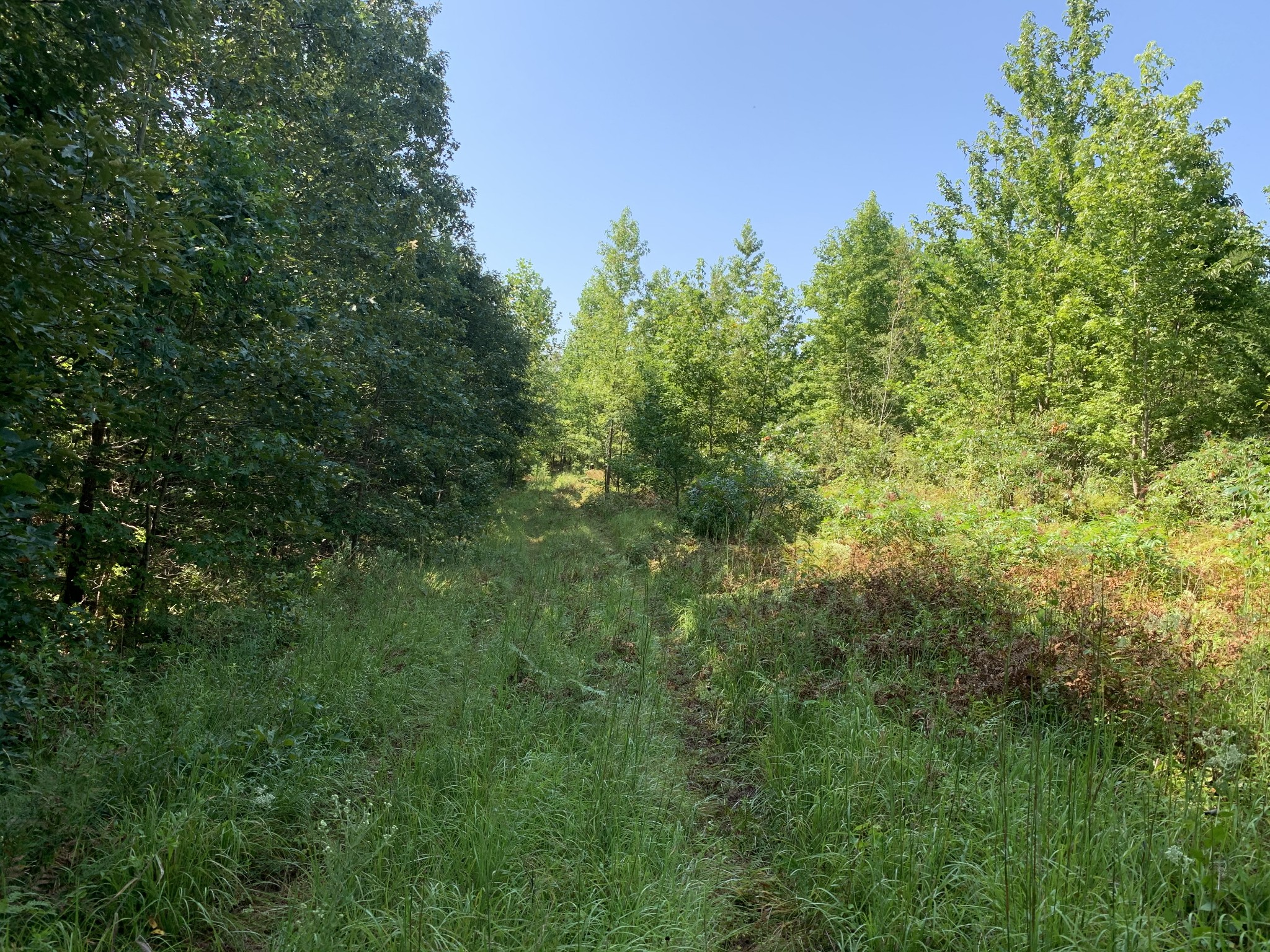 0 Little Texas Road Leoma, TN 38468 - Photo 17 of 20 a view of a lush green forest