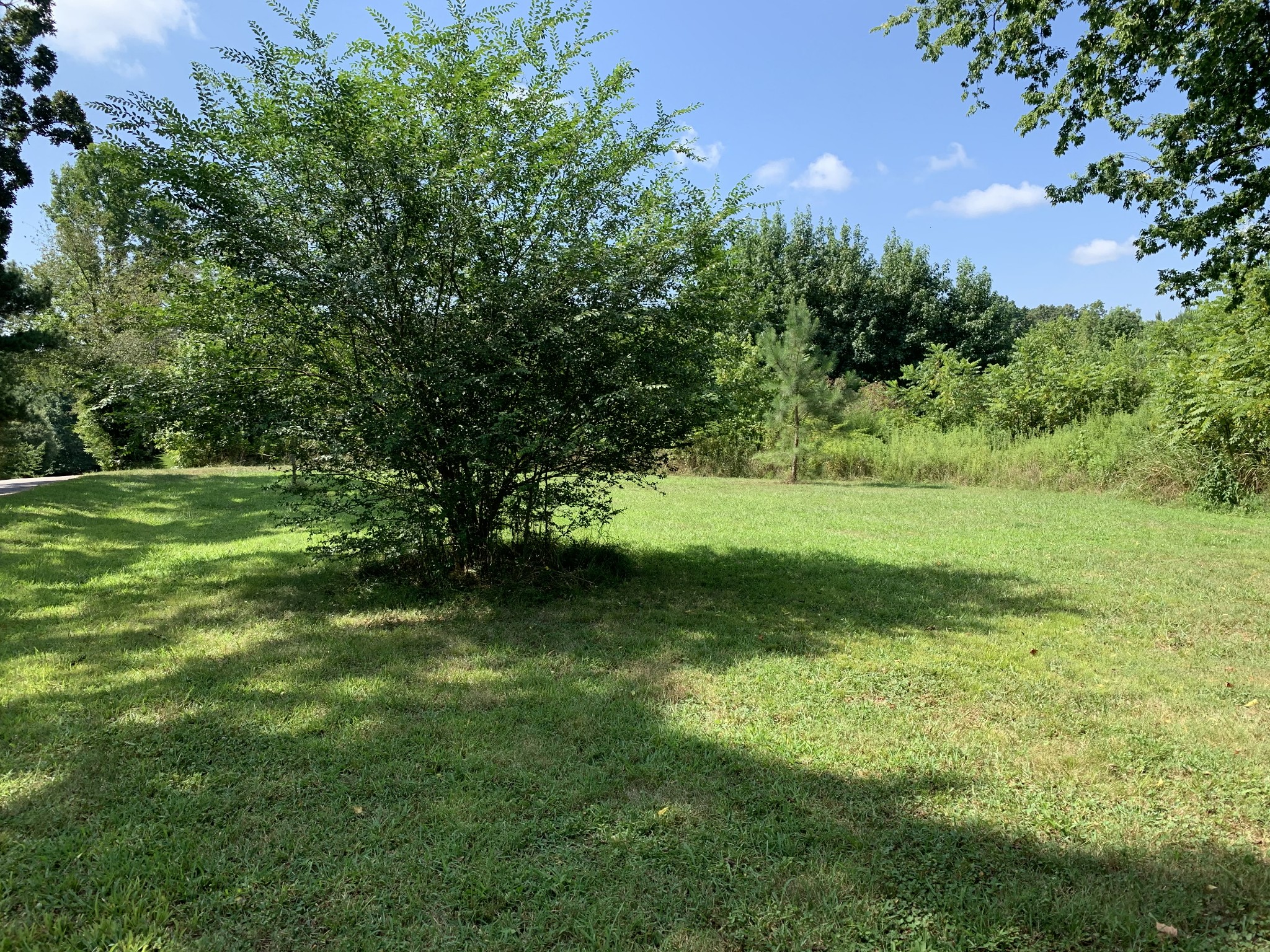 0 Little Texas Road Leoma, TN 38468 - Photo 18 of 20 a view of a field with a tree