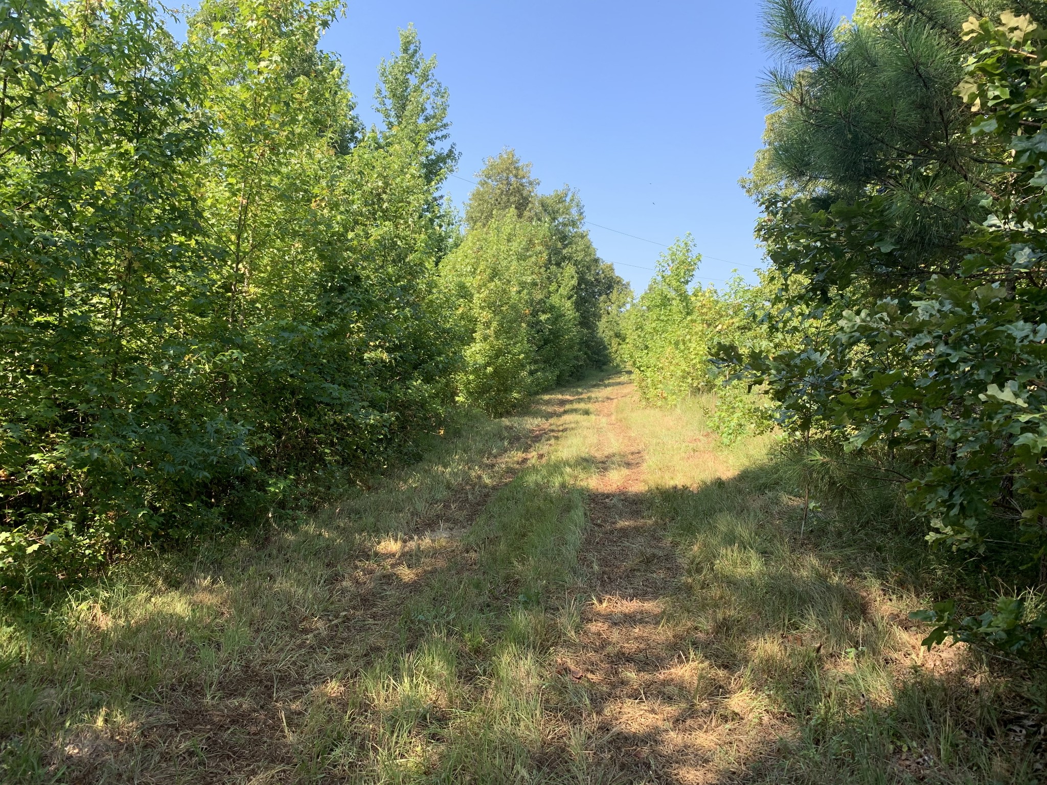 0 Little Texas Road Leoma, TN 38468 - Photo 7 of 20 a view of a forest