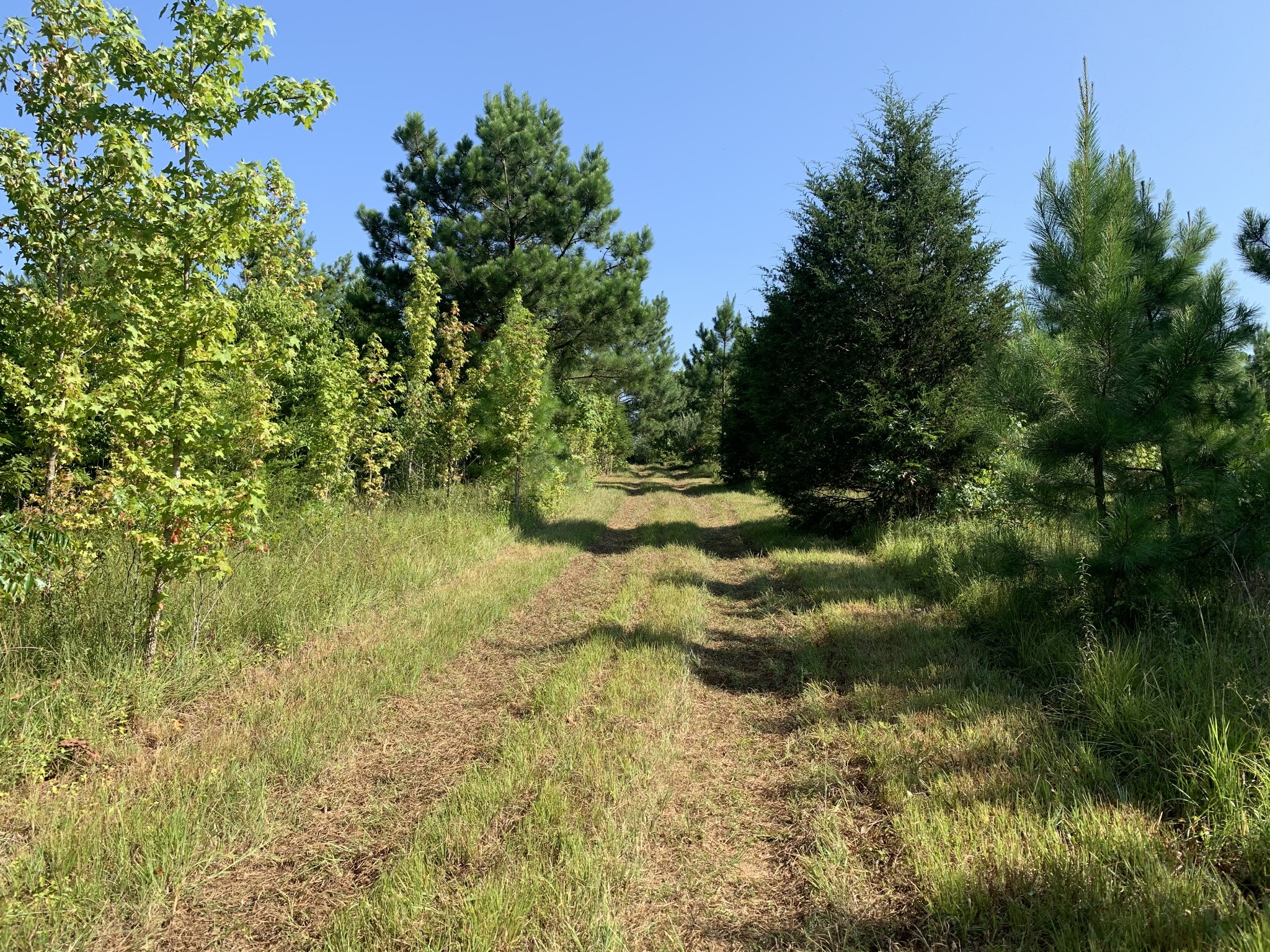 0 Little Texas Road Leoma, TN 38468 - Photo 8 of 20 a view of a yard