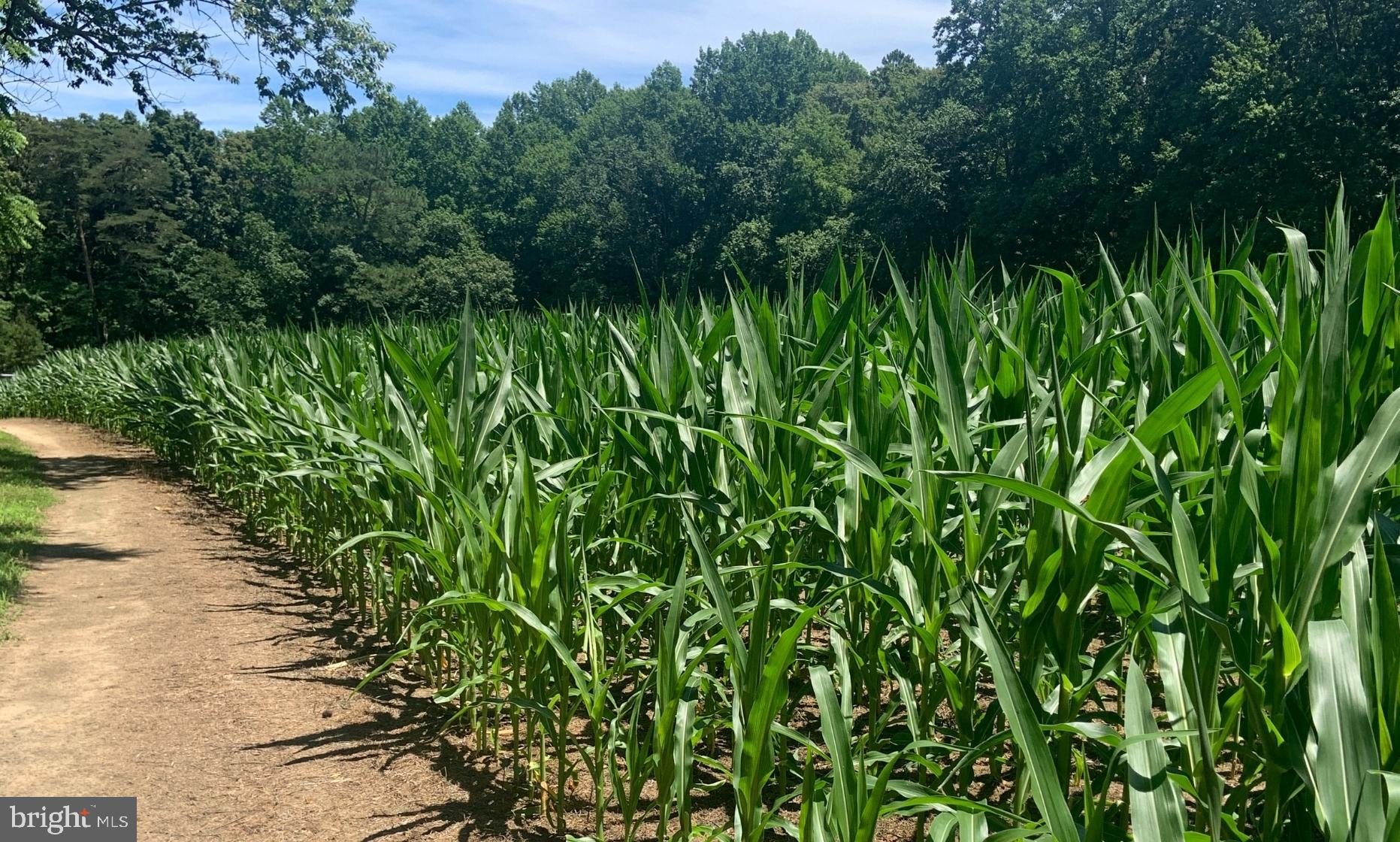 6 Cinderberry Court Georgetown, DE 19947 - Photo 113 of 117